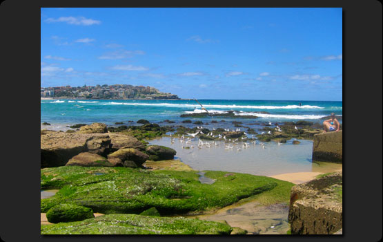 Green Mossy Rocks at Bondi Beach
