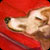 Dog on Red Deck