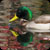 Duck on Belmont Lake